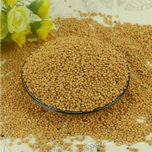 New Crop 2017 Yellow Broom Corn Millet